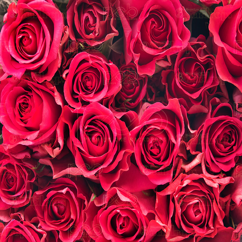 Pillow Cover Backdrop (Crimson Rose Bouquet)