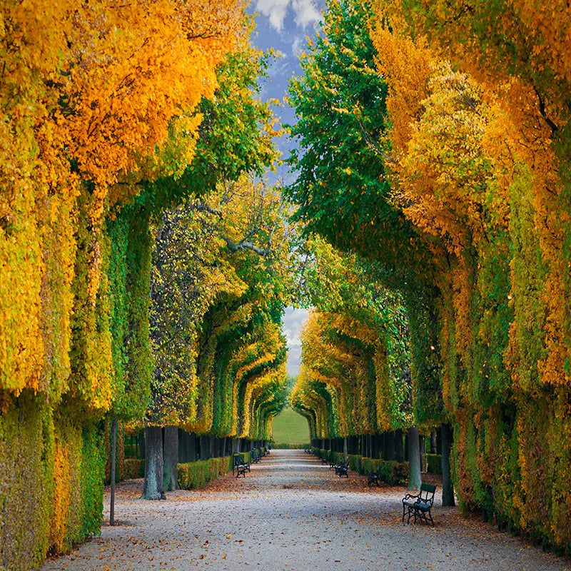 Pillow_Cover_Backdrops_AUTUMN_PATH-pob-backdrops