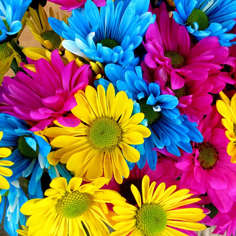 Pillow_Cover_Backdrops_Bold_Daisies-pob-backdrops