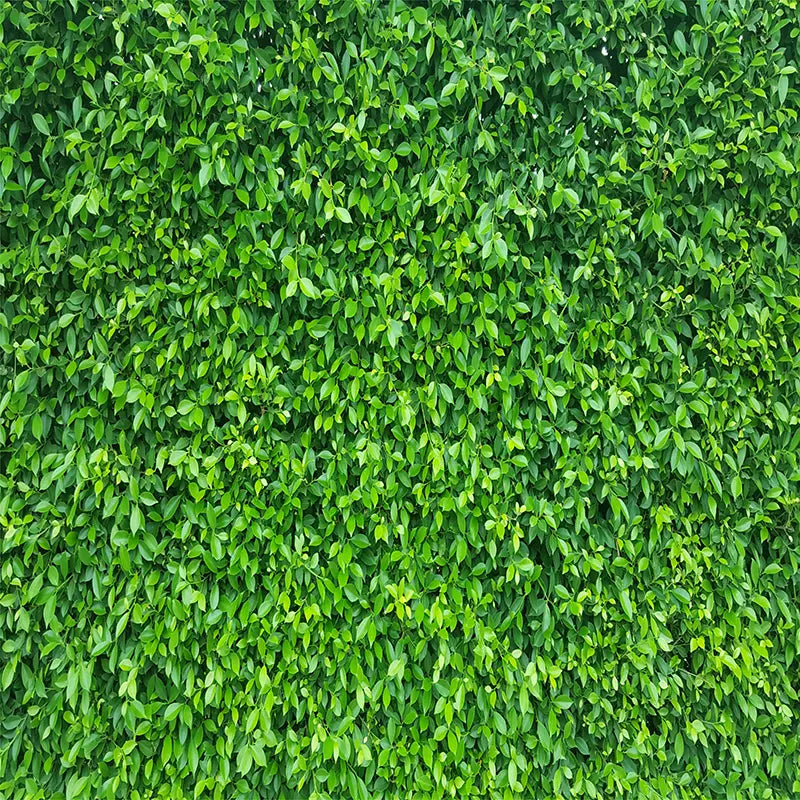 Pillow_Cover_Backdrops_Boxwood-pob-backdrops