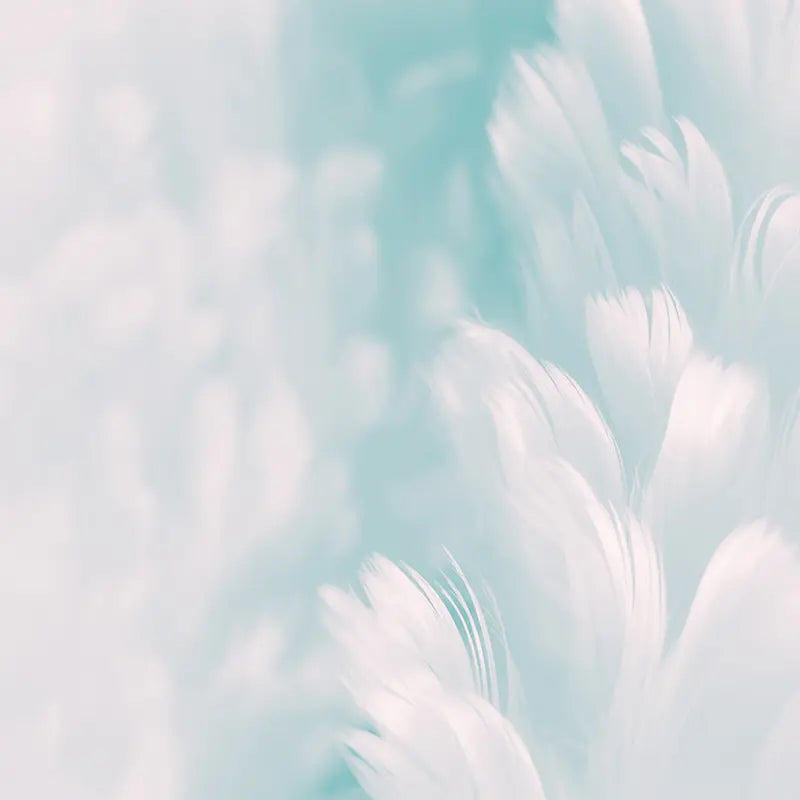Pillow_Cover_Backdrops_Calming_White_Feathers-pob-backdrops