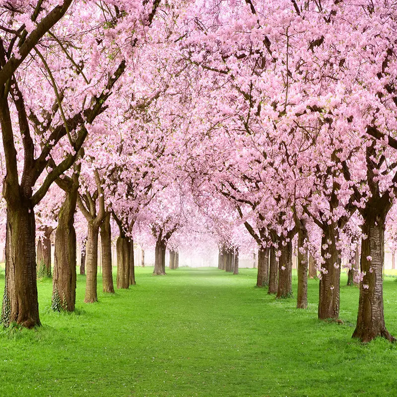 Pillow_Cover_Backdrops_Cherry_Blossoms-pob-backdrops
