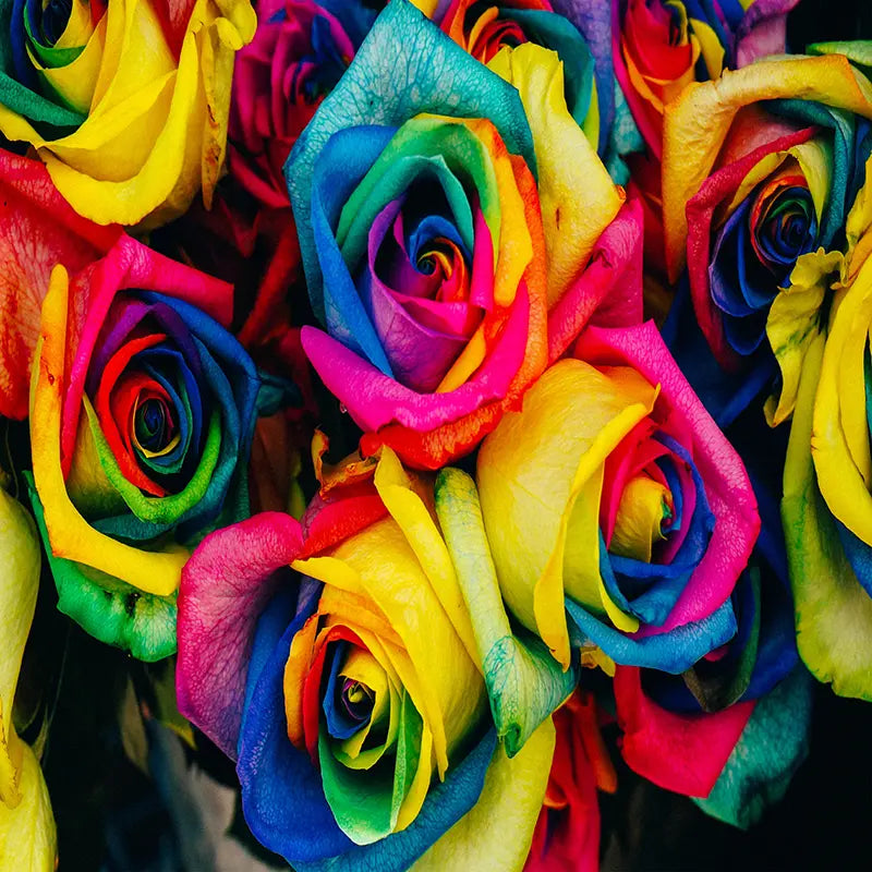 Pillow_Cover_Backdrops_Colorful_Large_Roses-pob-backdrops