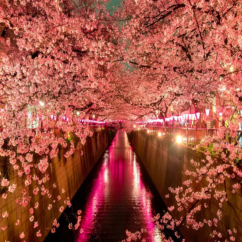 Pillow_Cover_Backdrops_Night_Cherry_Blossoms-pob-backdrops
