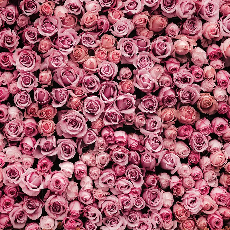 Pillow_Cover_Backdrops_dusty_rose_wall-pob-backdrops