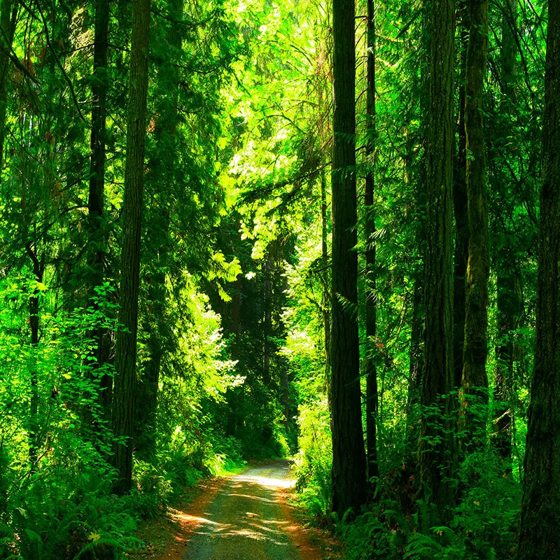 Pillow_Cover_Backdrops_natures_path-pob-backdrops