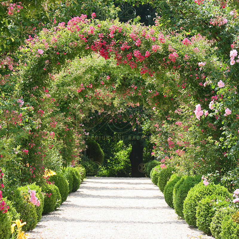 premium one pillowcover backdrops-Rose Garden Arch