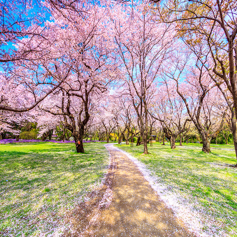 premium one pillowcover backdrops-CHERRY BLOSSOM STROLL