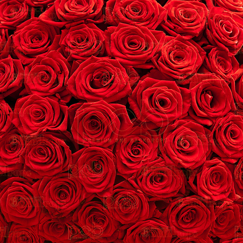 premium one pillowcover backdrops-Crimson Rose Garden