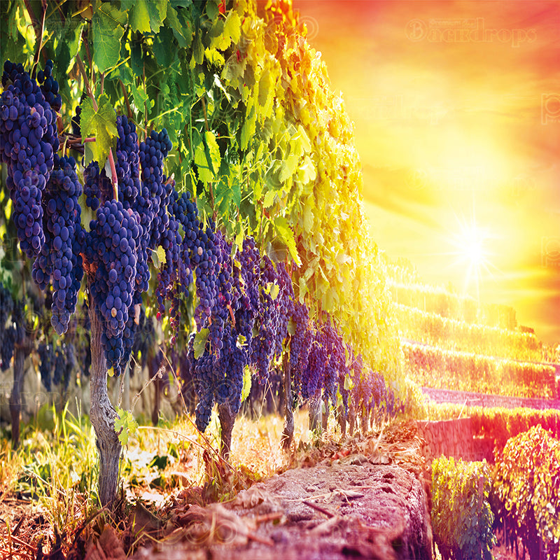 premium one pillowcover backdrops-Grape Vineyard