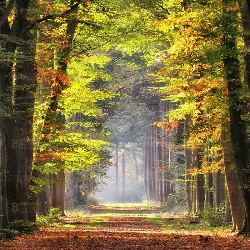 Pillow_Cover_Backdrops_Autumn_Forest_Path-pob-backdrops