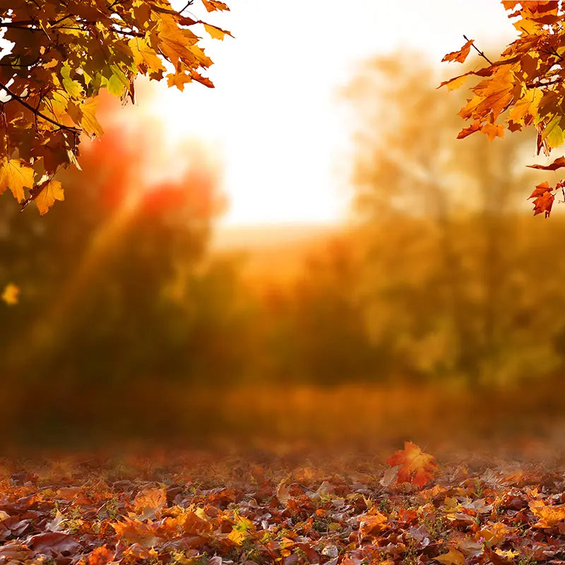 Pillow_Cover_Backdrops_Autumn_Warmth-pob-backdrops