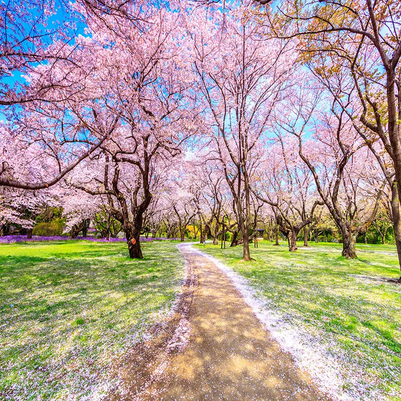 Pillow_Cover_Backdrops_CHERRY_BLOSSOM_STROLL-pob-backdrops