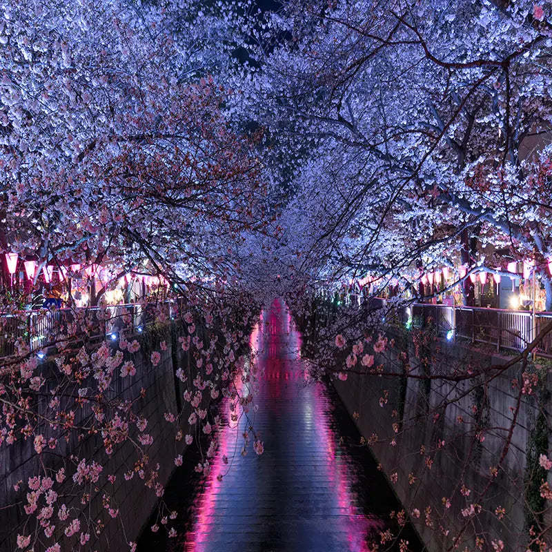 Pillow_Cover_Backdrops_Cherry_Blossoms_At_Night-pob-backdrops