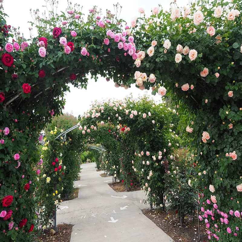 Pillow_Cover_Backdrops_Elegant_Flower_Walkway-pob-backdrops