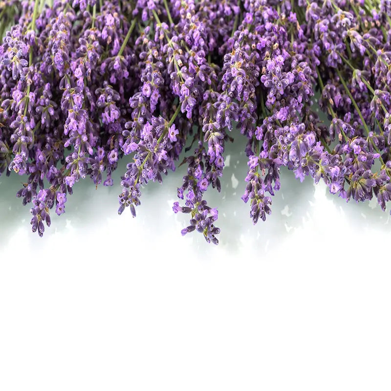 Pillow_Cover_Backdrops_Elegant_Lavander-pob-backdrops