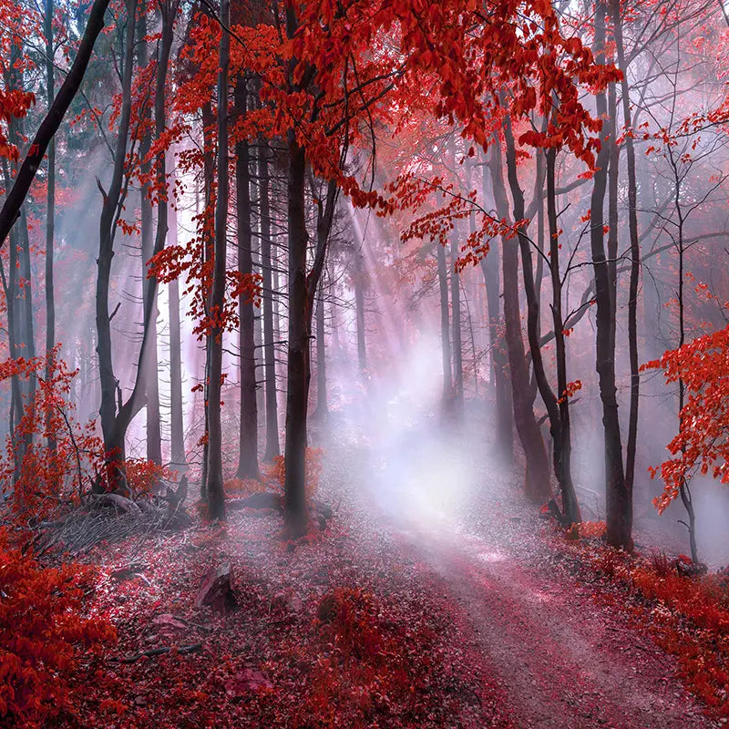 Pillow_Cover_Backdrops_Mystic_Crimson_Woods-pob-backdrops
