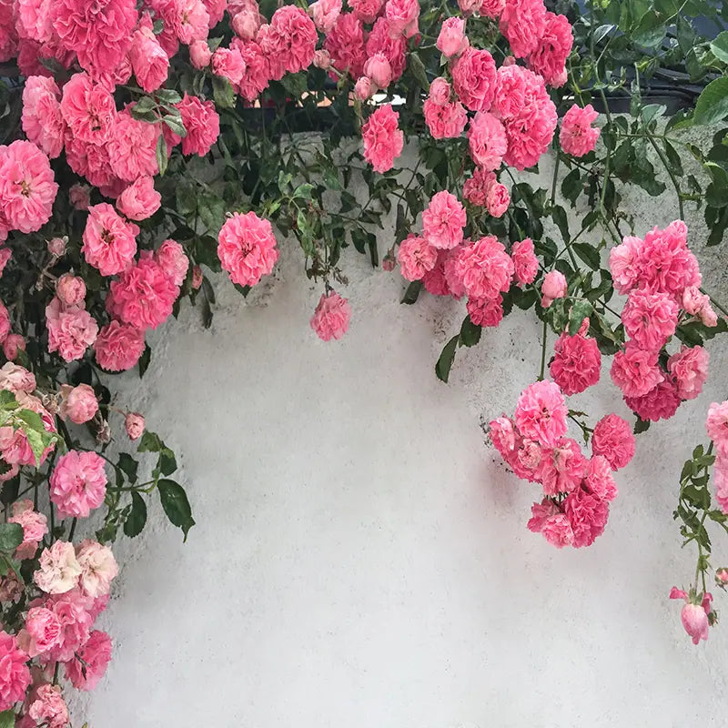 Pillow_Cover_Backdrops_PINK_ROSE_DRAPE-pob-backdrops