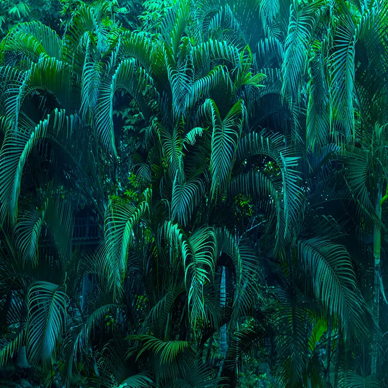 Pillow_Cover_Backdrops_RAIN_FOREST_ERA-pob-backdrops
