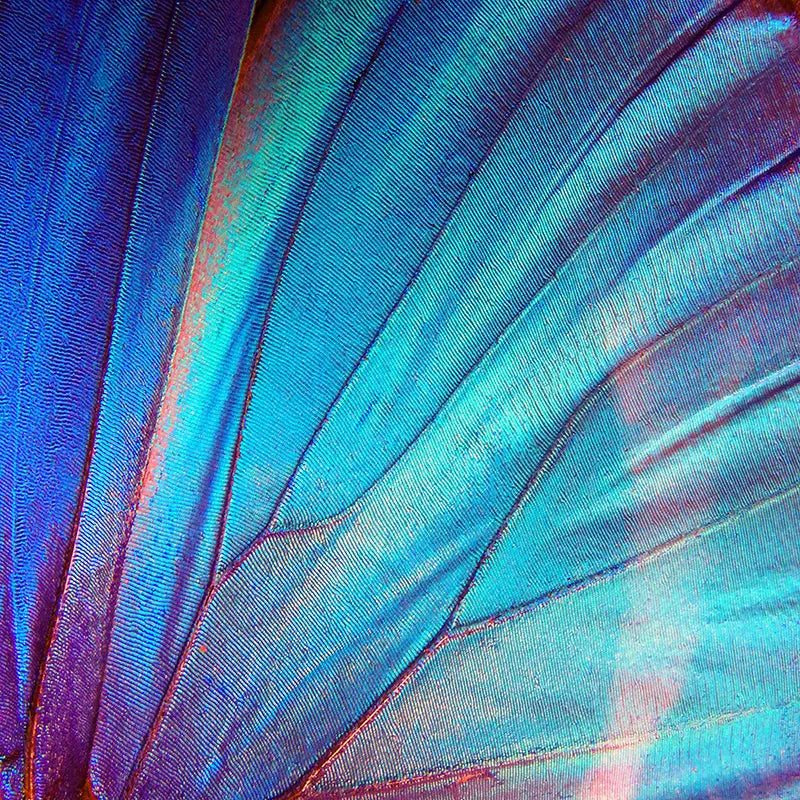 Pillow_Cover_Backdrops_Summer_Butterfly-pob-backdrops