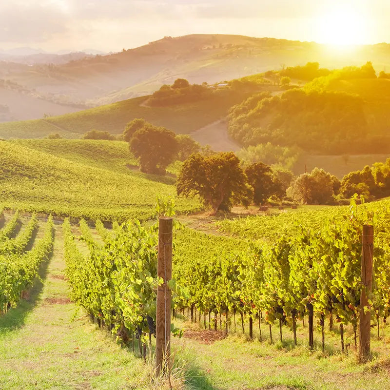 Pillow_Cover_Backdrops_Valley_Vineyard-pob-backdrops