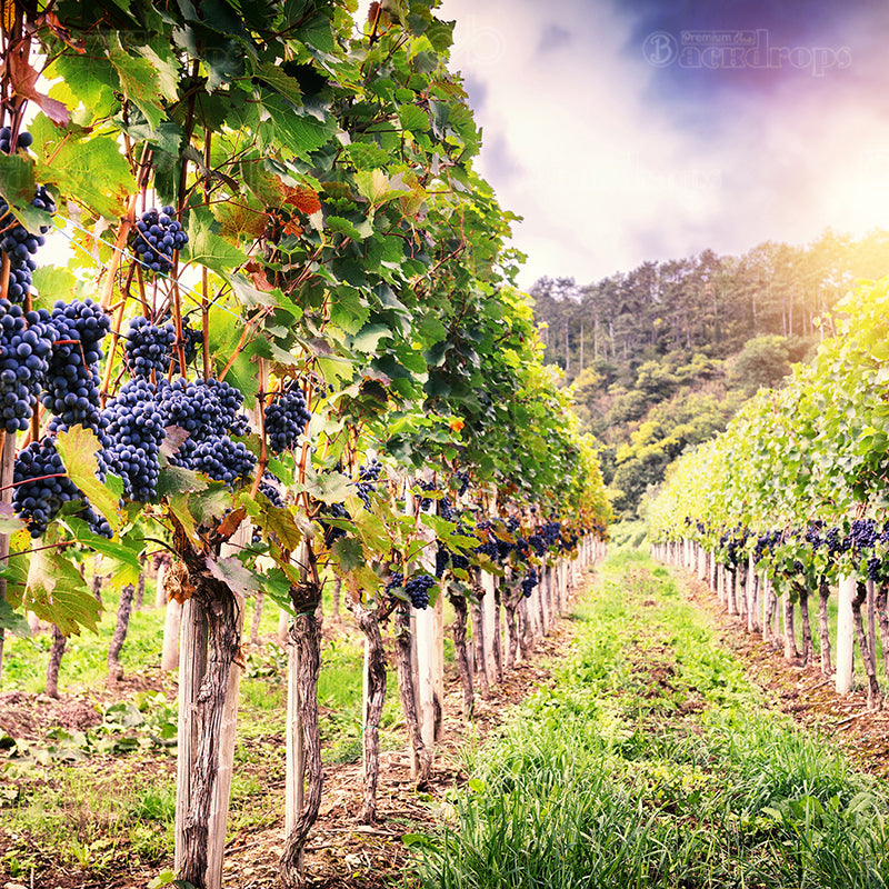 premium one pillowcover backdrops-Vineyard Stroll