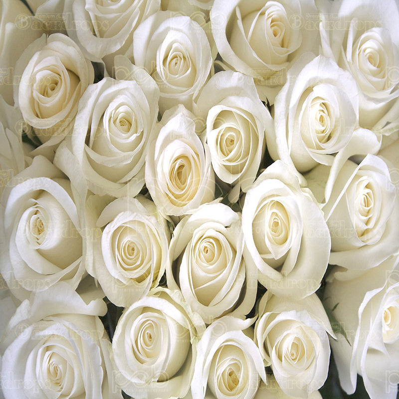 premium one pillowcover backdrops-white roses